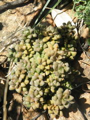 Anacampseros subnuda subnuda