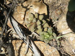 Anacampseros subnuda subnuda