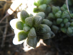 Anacampseros subnuda subnuda