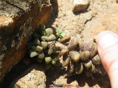 Anacampseros subnuda subnuda