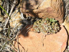 Anacampseros subnuda subnuda