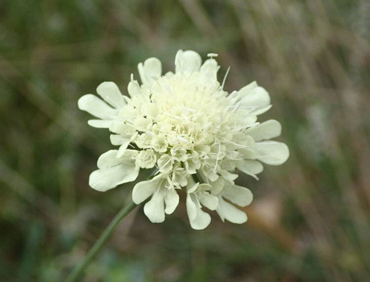 Scabiosa ochroleuca