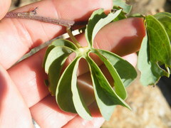 Adenia glauca