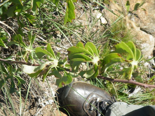 Image of Blueleaf Elephantfoot (Adenia glauca) by (c) Antoinette Eyssell Knox, some rights reserved (CC BY-SA)