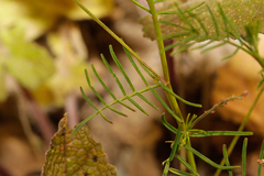 Astragalus austriacus