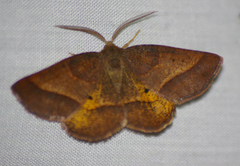 Metarranthis obfirmaria