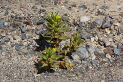 Mohavea breviflora