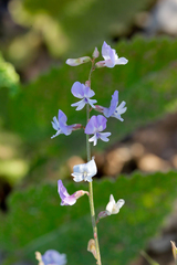 Astragalus austriacus