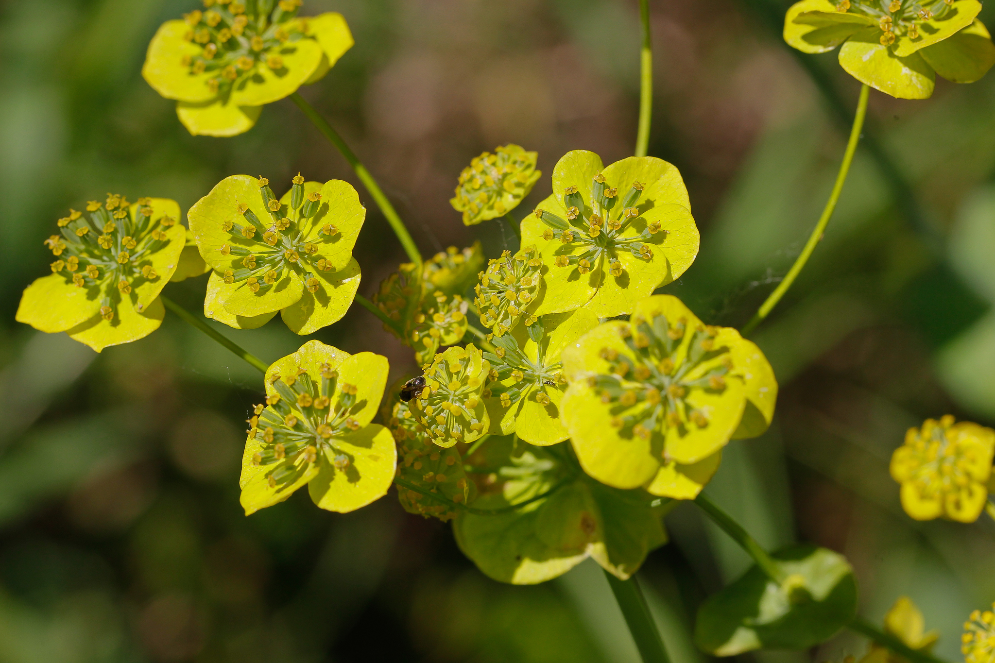 Bupleurum