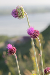 Carduus nutans leiophyllus