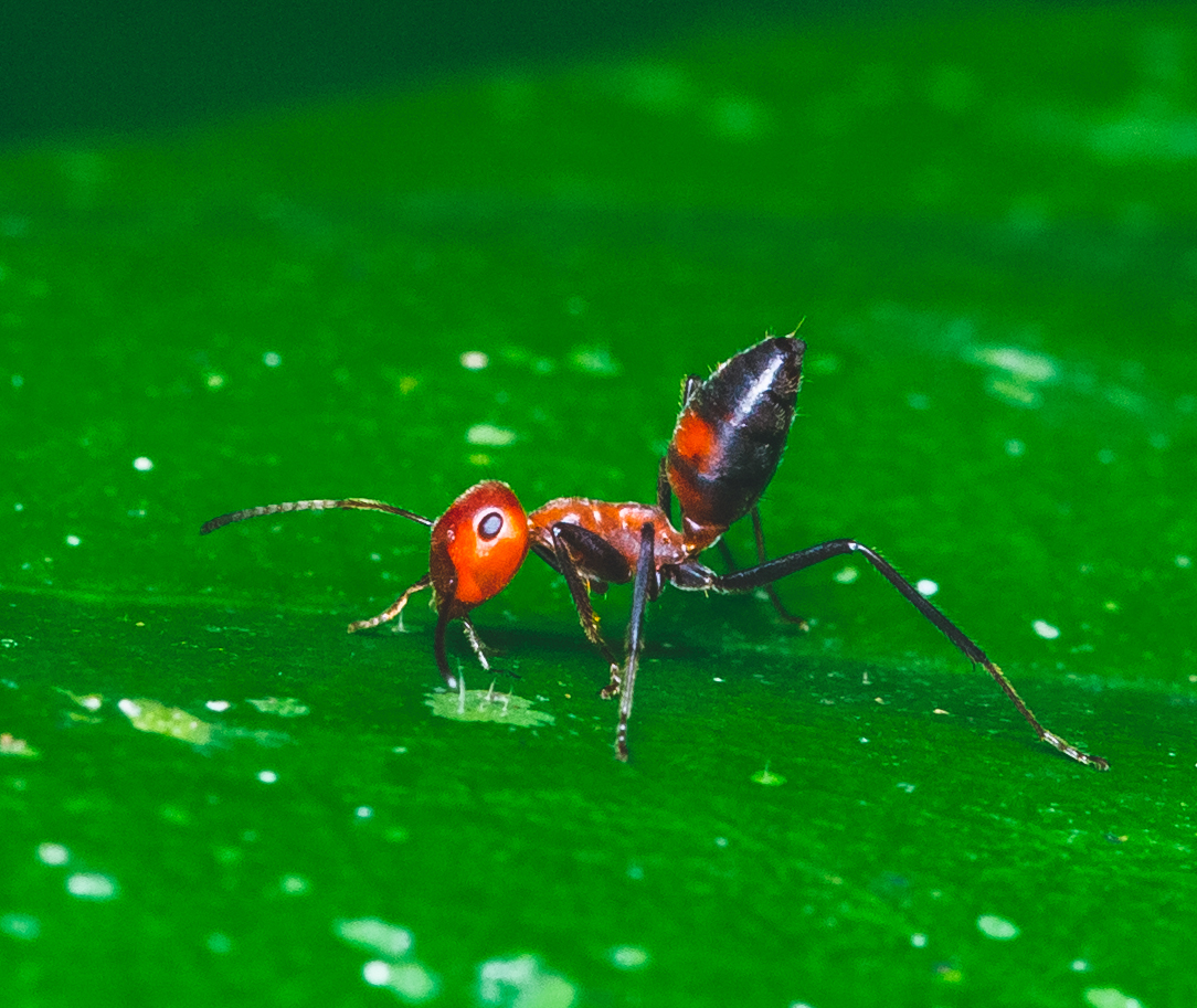 Colobopsis saundersi