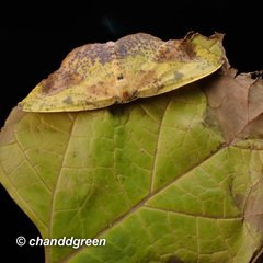 Omiza pachiaria