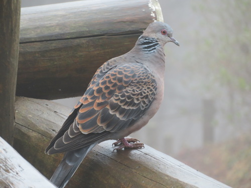 Tórtola oriental (Streptopelia orientalis)