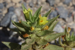 Mohavea breviflora