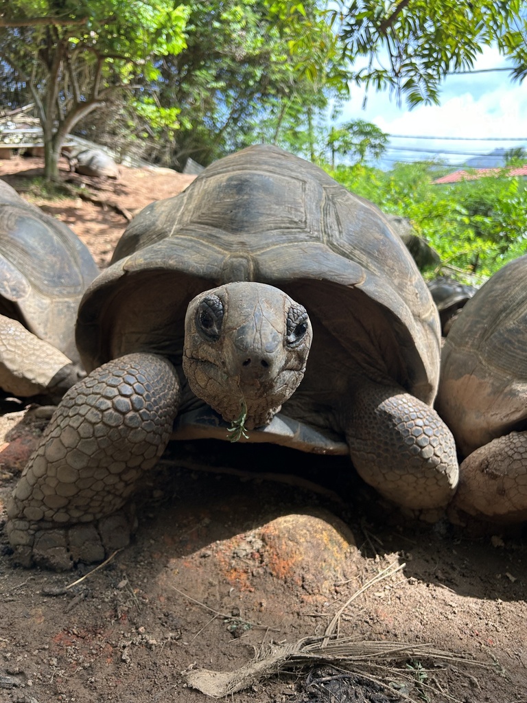 Aldabra giant tortoise facing the camera, with other tortoises behind it on bare ground