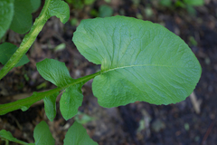 Cicerbita macrophylla uralensis