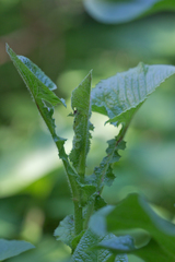 Cicerbita macrophylla uralensis