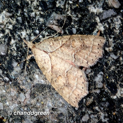 Olulis puncticinctalis