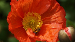 Apis mellifera