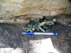 Adromischus umbraticola umbraticola