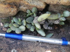 Adromischus umbraticola umbraticola