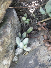 Adromischus umbraticola umbraticola