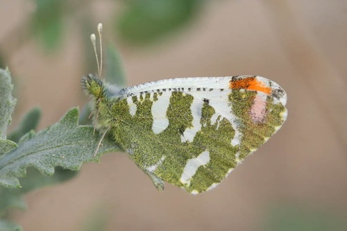 Eversmann's Sooty Orange-tip