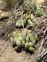 Adromischus umbraticola umbraticola