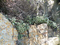 Adromischus umbraticola umbraticola