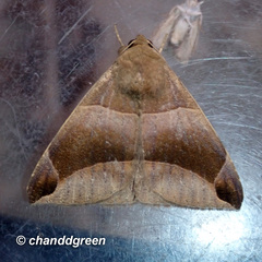 Bastilla maturescens