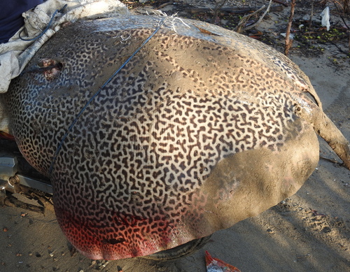 Leopard whipray (Himantura undulata) — Dasyatidae