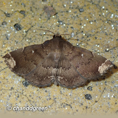 Adrapsa quadrilinealis