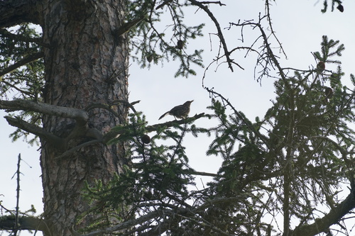 Giant Babax (Pterorhinus waddelli), photo 4