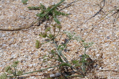 Astrodaucus littoralis
