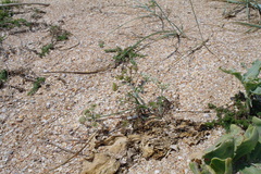 Astrodaucus littoralis