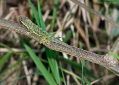 Anolis aeneus