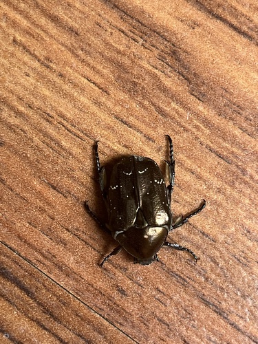 Copper Chafer photo 3