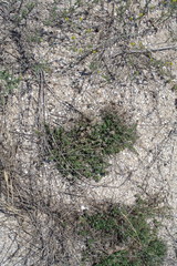 Thymus littoralis