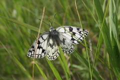 Melanargia russiae