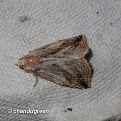 Rivula striatura