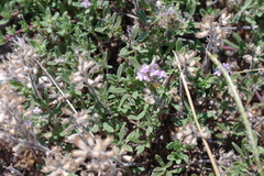 Thymus littoralis