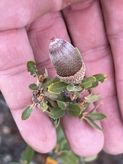 Mexican white oak (Quercus chuhuichupensis)