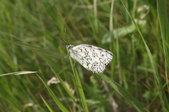 Melanargia russiae