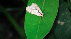 Amsactoides guangxica