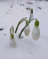Galanthus plicatus