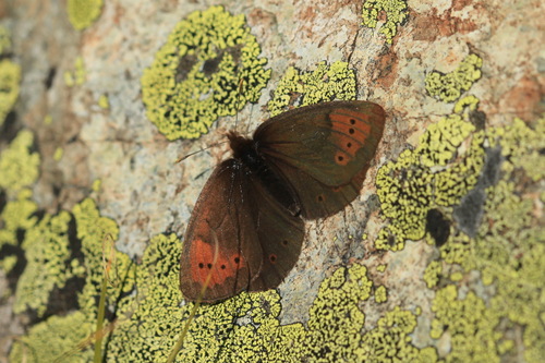 Dewy Ringlet