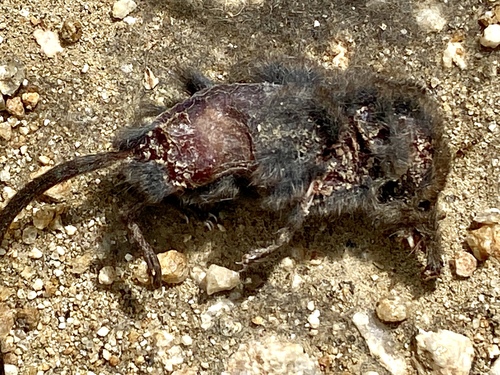 iNaturalist observation photo of Ornate Shrew