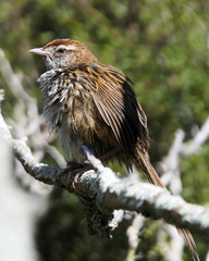 Poodytes punctatus punctatus