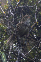 Poodytes punctatus punctatus