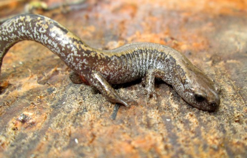 Siberian Salamander